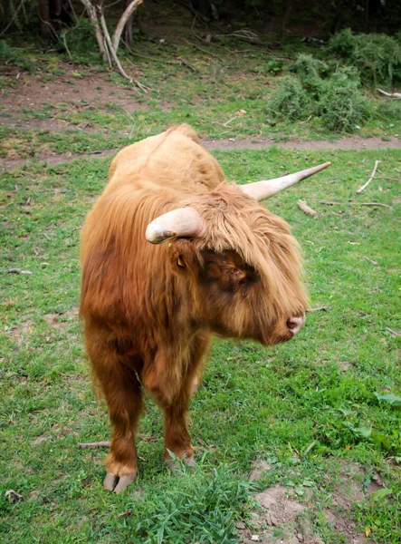 Cows Pasture Species Appropriate Form Attitude — Stock Photo, Image