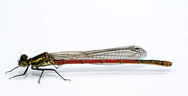 Makro Einer Adonis Libelle Pyrrhosoma Nymphula — Stockfoto