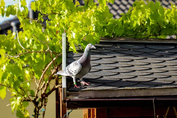 Eine Taube Sitzt Auf Dem Dach Eines Gartenschuppens — Stockfoto