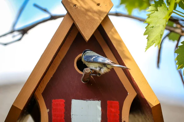 Tit Feeds Feeds Its Young Garden Bird House — Stock fotografie