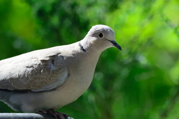 Eurasian collared dove in spring on a bird bath