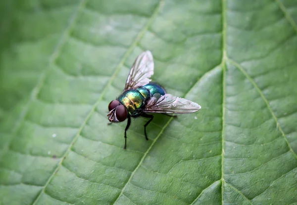 A fly, insect on a plant