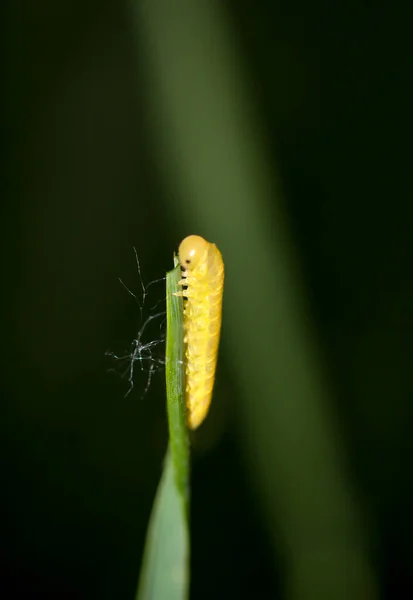 Une Chenille Papillon Sur Une Plante — Photo