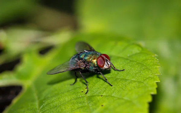 A fly, insect on a plant