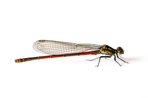 Macro Adonis Dragonfly Pyrrhosoma Nymphula — стокове фото