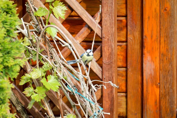 Tit Feeds Feeds Its Young Garden Bird House — Stockfoto