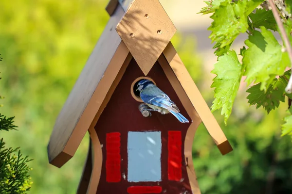 Tit Feeds Feeds Its Young Garden Bird House — Stock fotografie