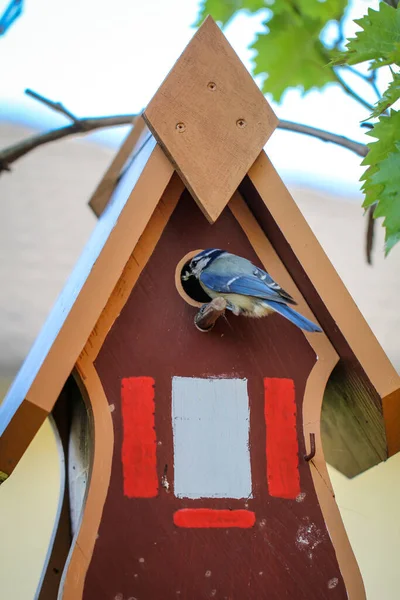 Tit Feeds Feeds Its Young Garden Bird House — Stockfoto