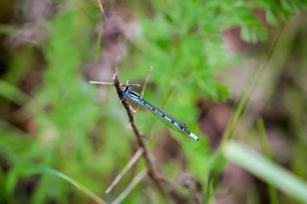 Portrait Macro Une Libellule — Photo