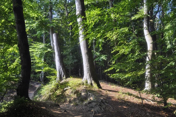 Belle Vue Sur Forêt — Photo