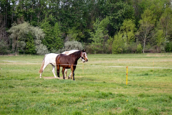 Kůň Koně Pasoucí Ohradě — Stock fotografie