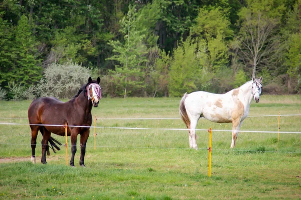 Caballo Caballos Pastando Paddock — Foto de Stock