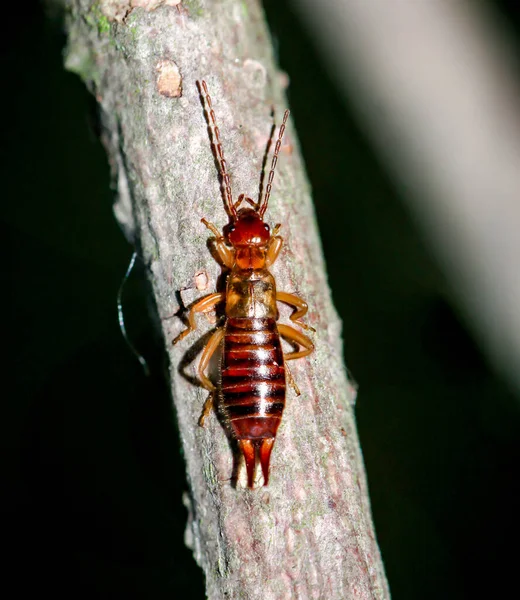 Ein Wurm Auf Einem Ast — Stockfoto