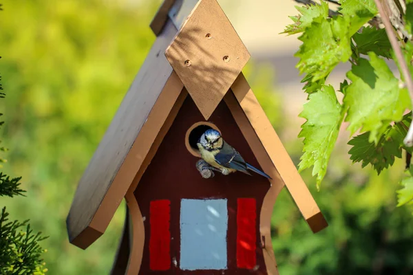 Tit Feeds Feeds Its Young Garden Bird House — Stock fotografie