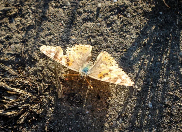 Macro Una Mariposa — Foto de Stock