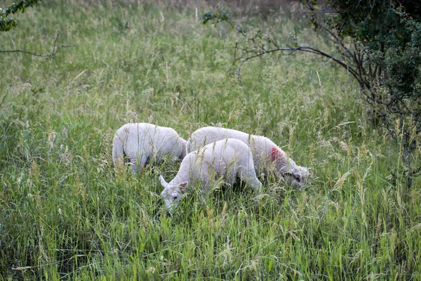 Moutons Dans Une Prairie — Photo