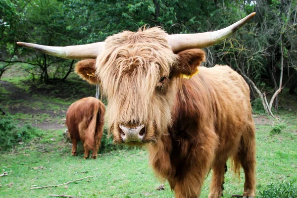 Vacas Pasto Una Forma Apropiada Actitud Las Especies —  Fotos de Stock