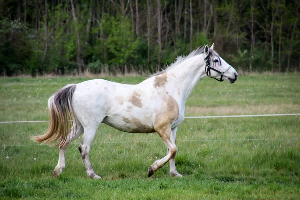 Άλογο Άλογα Βόσκουν Μια Μάντρα — Φωτογραφία Αρχείου