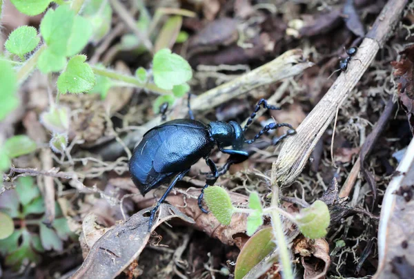 Escarabajo Aceite Suelo — Foto de Stock