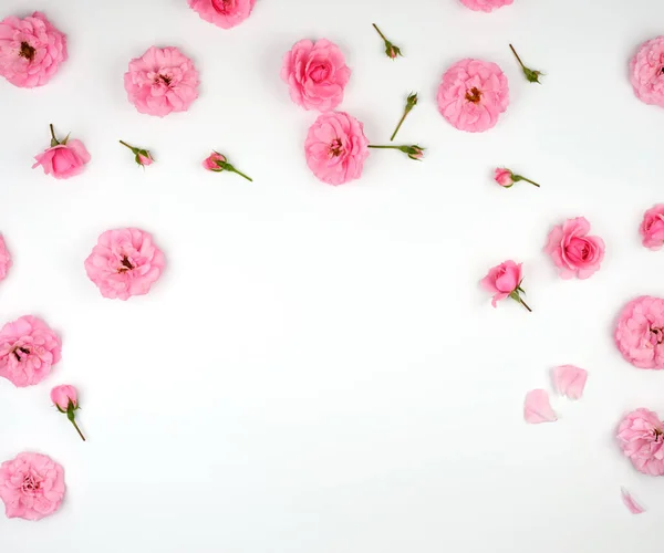 Ανθισμένα Μπουμπούκια Ροζ Τριαντάφυλλων Λευκό Φόντο Πάνω Όψη Πλήρες Πλαίσιο — Φωτογραφία Αρχείου