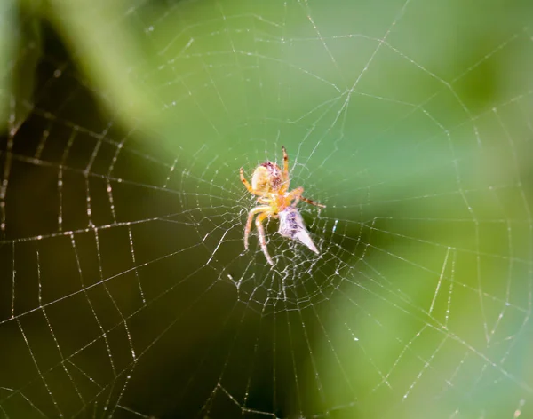 Una Macro Ragno — Foto Stock