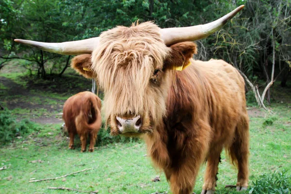 Vacas Pasto Una Forma Apropiada Actitud Las Especies —  Fotos de Stock