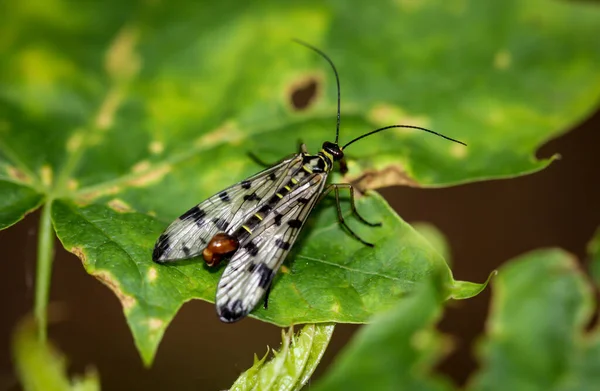 A fly, insect on a plant, scorpion fly