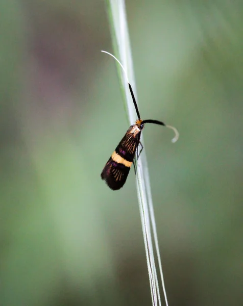 Macro Van Een Vlinder — Stockfoto