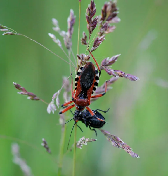 Macro Van Een Insect Een Plant — Stockfoto