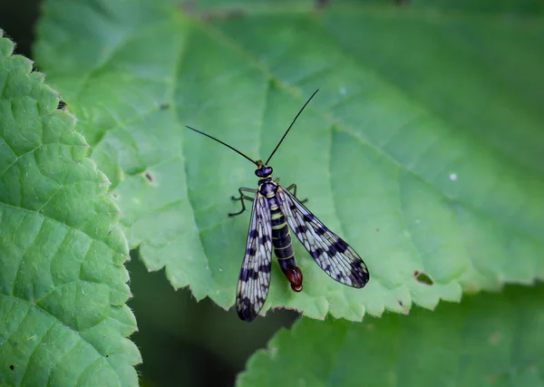 A fly, insect on a plant, scorpion fly