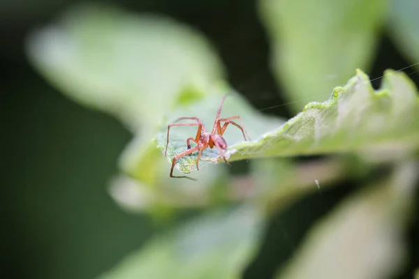 Μια Μακροεντολή Μιας Αράχνης — Φωτογραφία Αρχείου