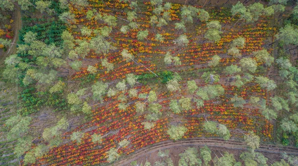 Bosque Otoñal Hoja Caduca Desde Vista Pájaro Con Sus Coloridas —  Fotos de Stock