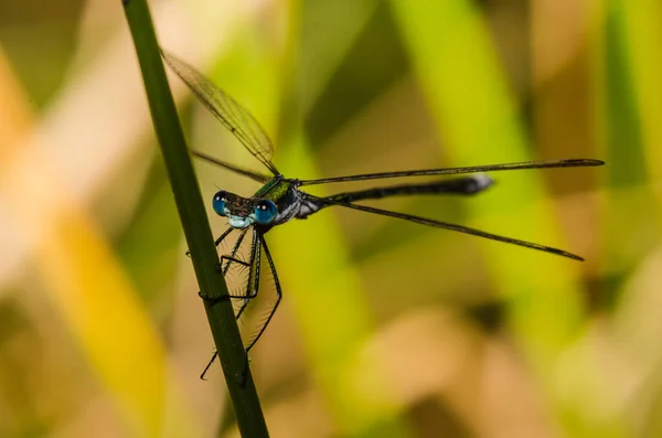 Libellula Una Foglia Verde — Foto Stock