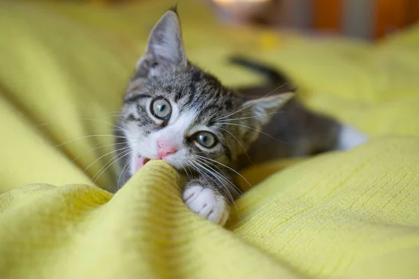 Cute Cat White Eyes — Stock Photo, Image
