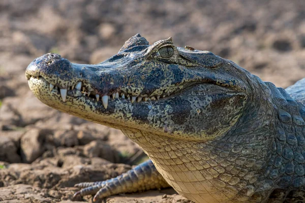 Caiman Espectacled Caiman Crocodilus Yacare Animal Portrait Pantanal Mato Grosso — Fotografia de Stock