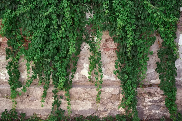 Grüne Efeublätter Der Wand — Stockfoto