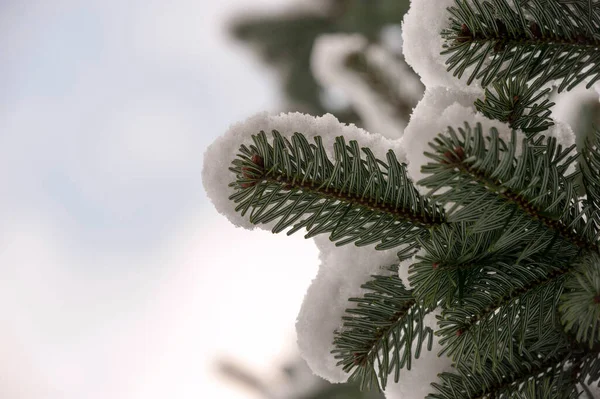 Зелена Ялинка Гілка Снігом Фоні Лісу — стокове фото