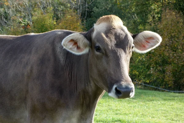 Betesmarken — Stockfoto