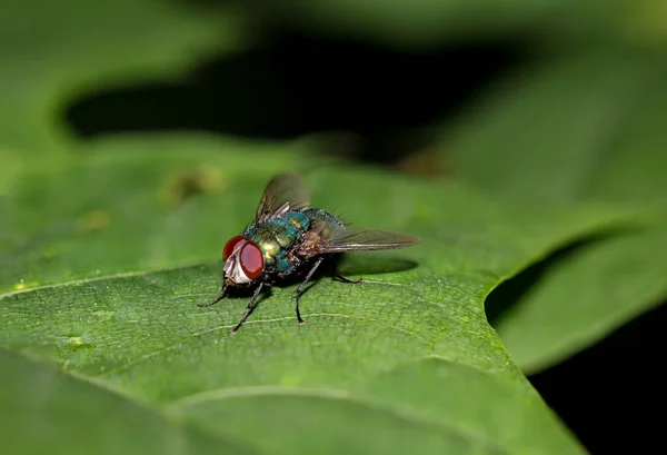 A fly, insect on a plant