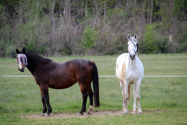 Koń Konie Wypasane Pastwisku — Zdjęcie stockowe