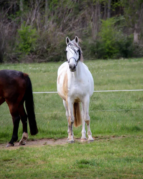 Paard Paarden Grazen Een Paddock — Stockfoto