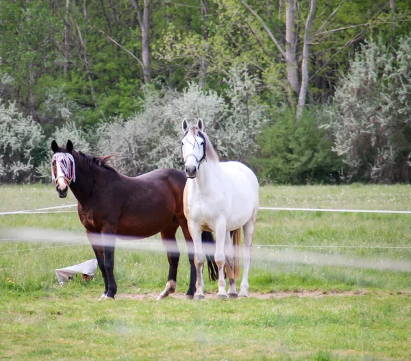Horse Horses Grazing Paddock — Stock Photo, Image