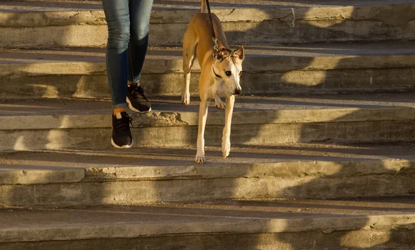 Dog Woman Walking City — Stock Photo, Image