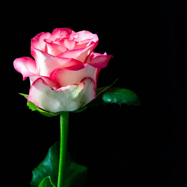 Roze Witte Bloesem Van Een Roos — Stockfoto