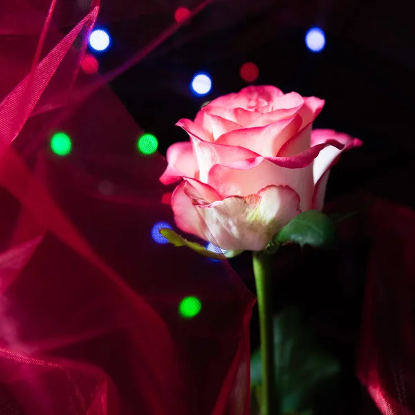 Duet in pink - pink-white blossom of a rose in front of a pink cloth quite dreamy with colorful lights in the background