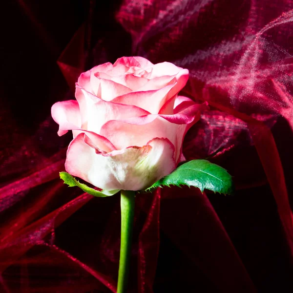 Duet in pink - pink-white blossom of a rose in front of a pink cloth quite dreamy