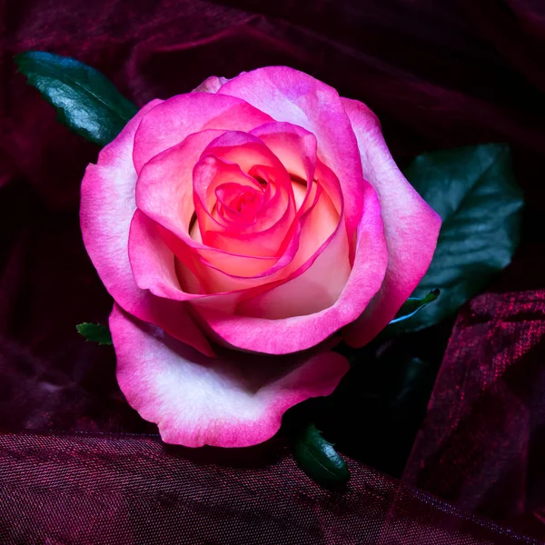 粉红的二重唱 粉红白色的玫瑰在粉红的布前面绽放 十分梦幻 — 图库照片