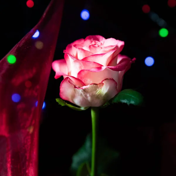 Duetto Rosa Fiore Rosa Bianco Rosa Davanti Panno Rosa Abbastanza — Foto Stock