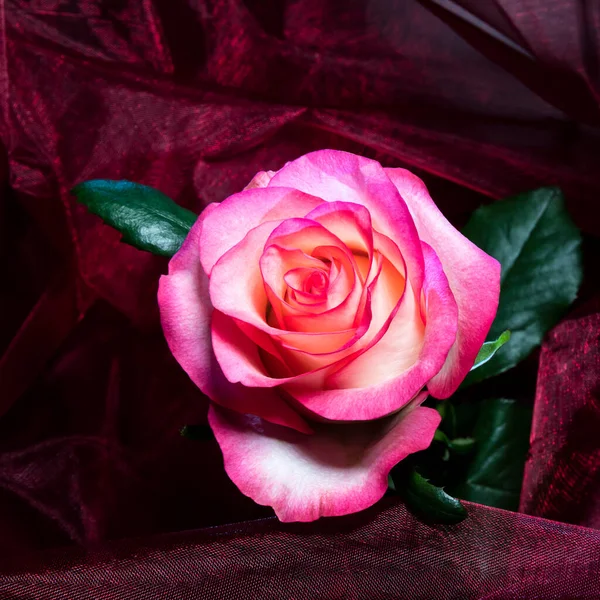 Ντουέτο Ροζ Ροζ Λευκό Άνθος Τριαντάφυλλου Μπροστά Από Ένα Ροζ — Φωτογραφία Αρχείου