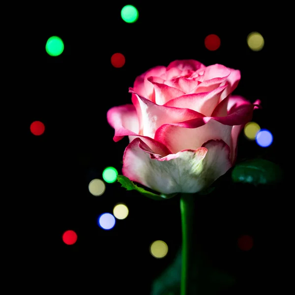 Rosa Flor Branca Uma Rosa Com Luzes Redondas Coloridas Com — Fotografia de Stock